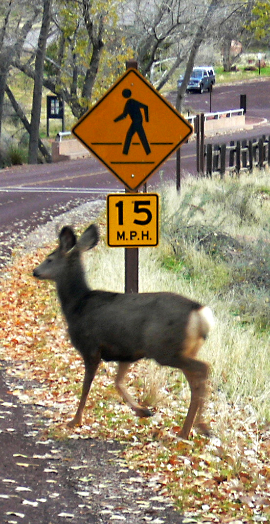 deerxing