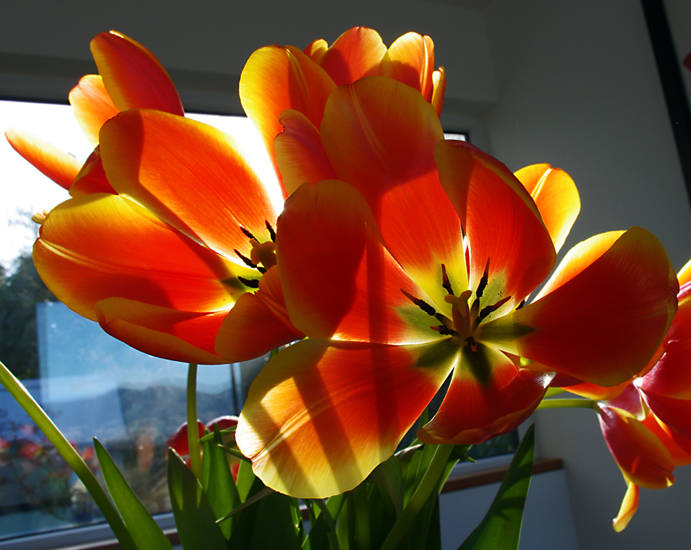 tulips i
