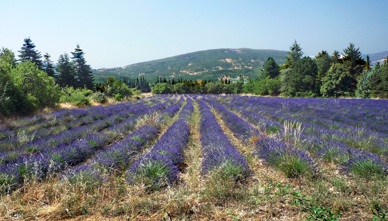 blossoms-Provence ii