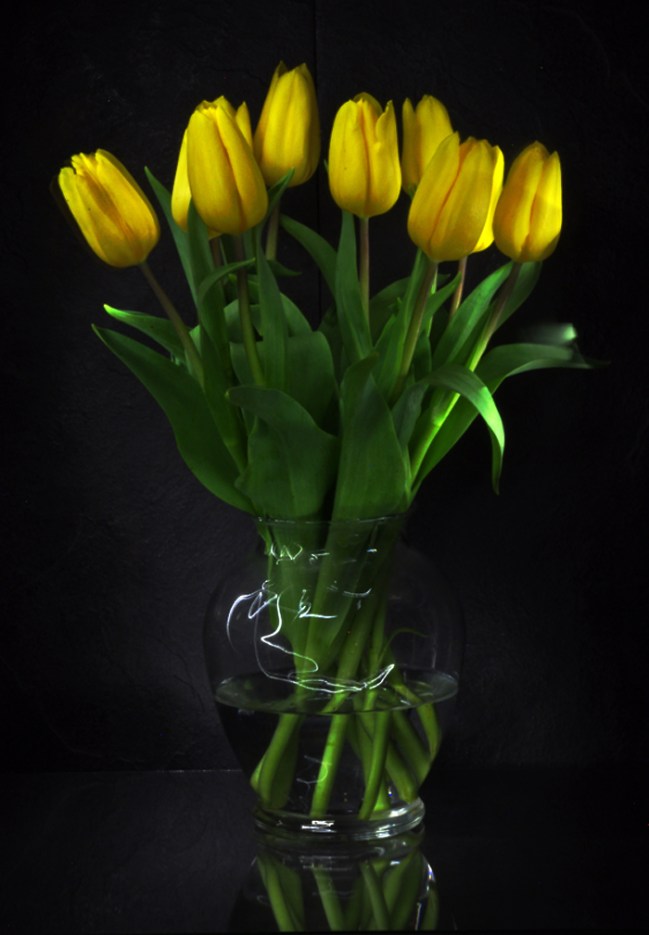 yellow tulips i