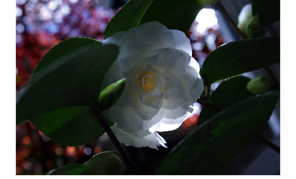 camellia viii