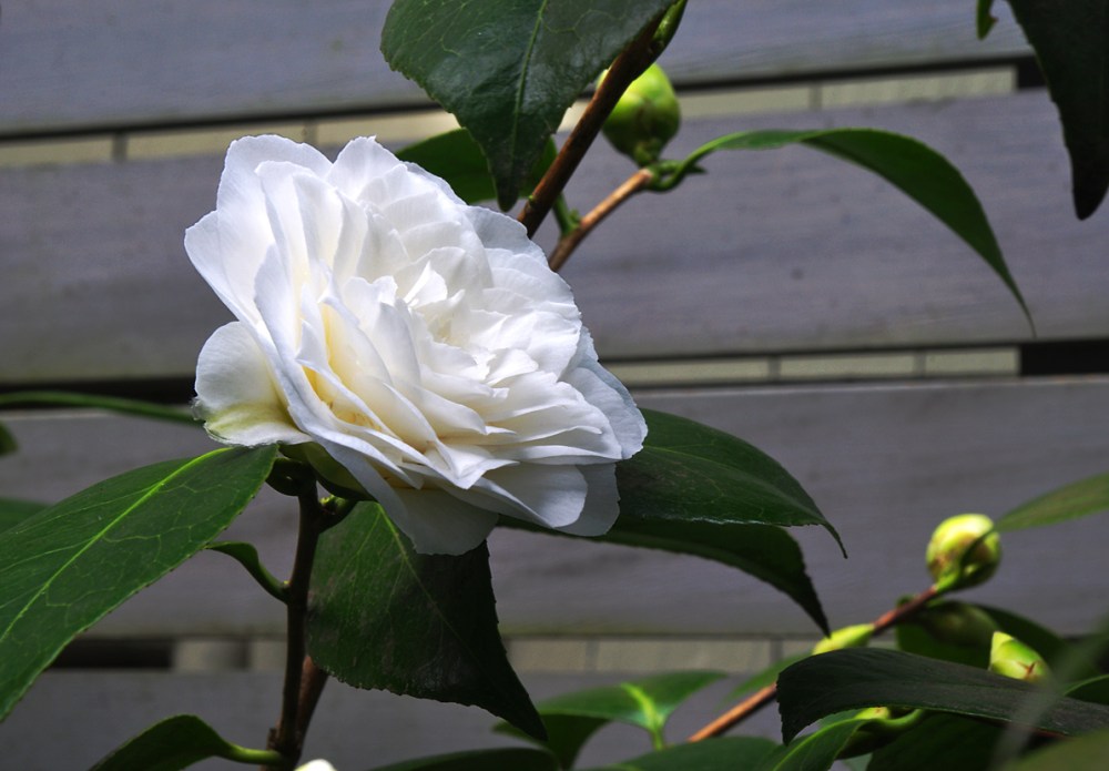 camellia
