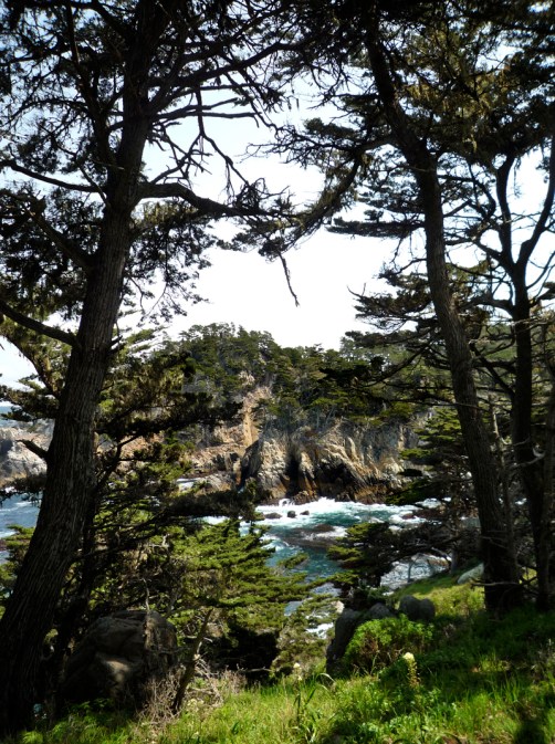 Point Lobos photo