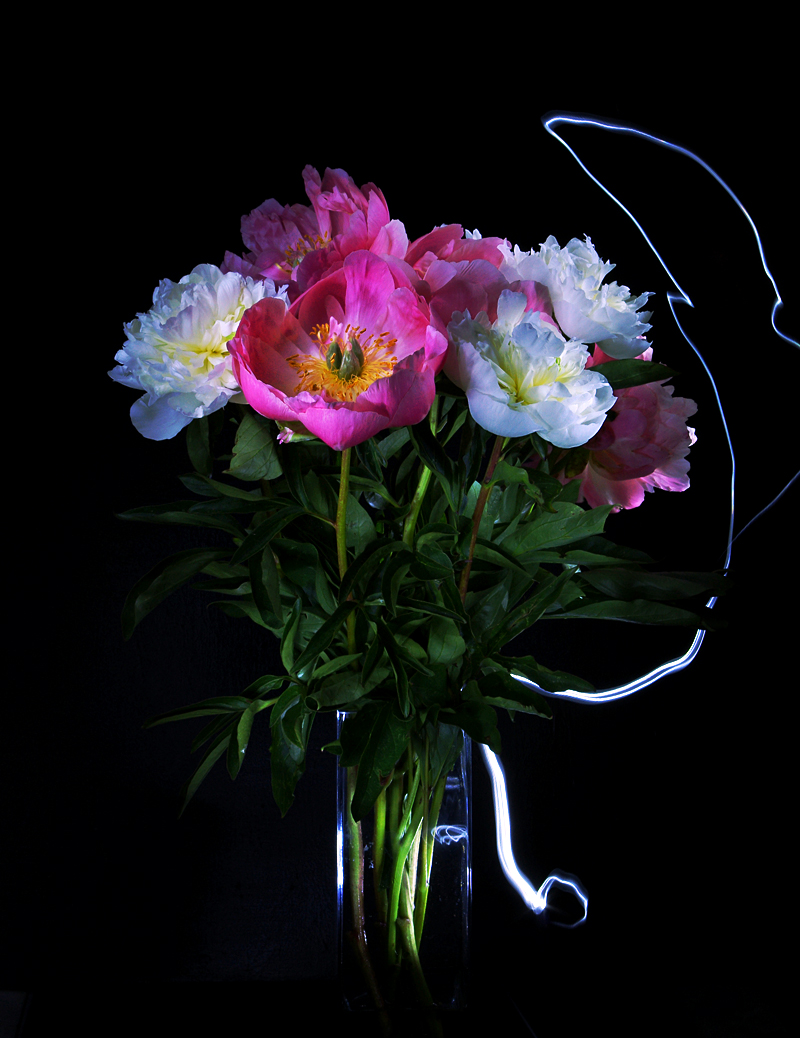 enveloped peonies iii