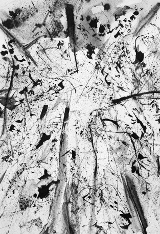 pacific spirit b&w ii