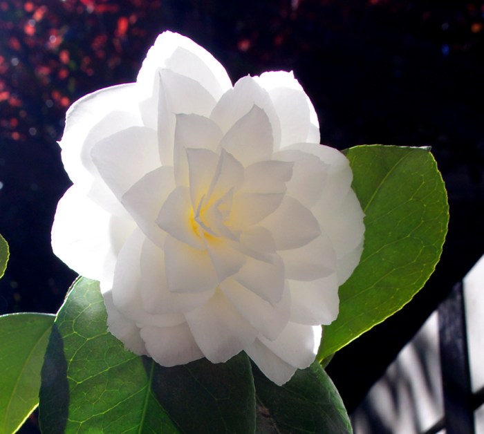 camellia v