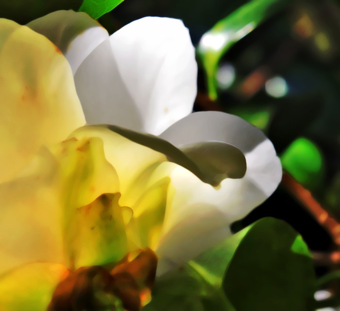camelliabstract v